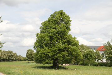 Mit einem weiteren Baum des Jahres und einem Feldkreuz bildet diese Winterlinde ein Naturdenkmal Foto: Stadt Karlsruhe