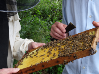 Der Garten summt: Insektenhotels selber bauen