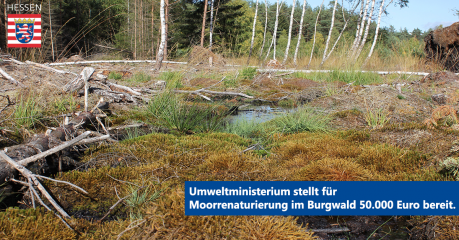 Umweltministerium stellt für Moorrenaturierung im Burgwald 50.000 Euro bereit - Image