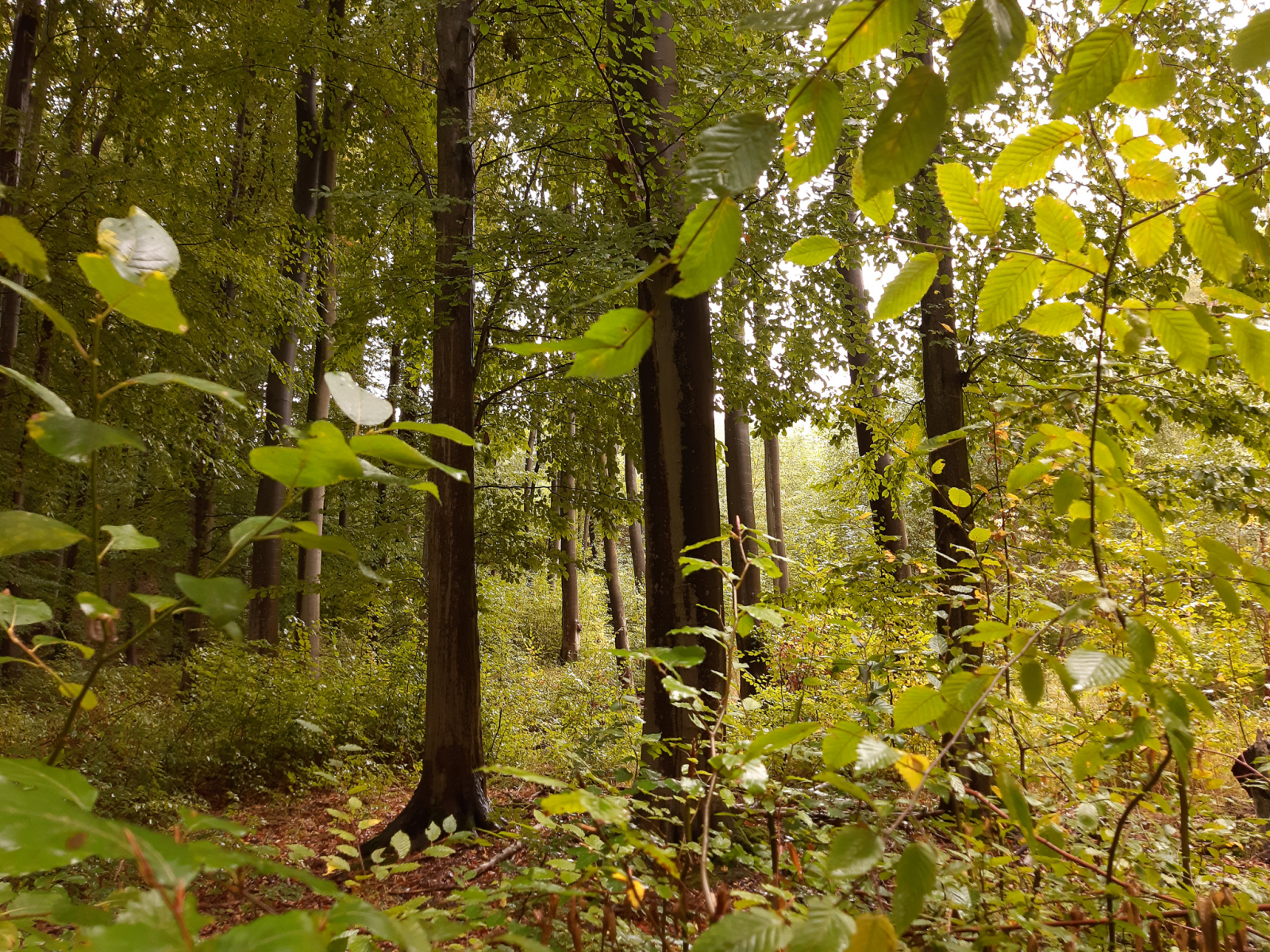 Vom Eisenstein zum Tafelsilber: Digitaler Vortrag zum Naturerbewald bei Blankenburg