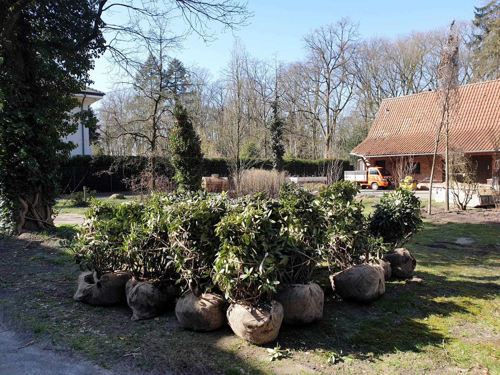 Neue Bäume für den Stadtpark und den Botanischen Garten in