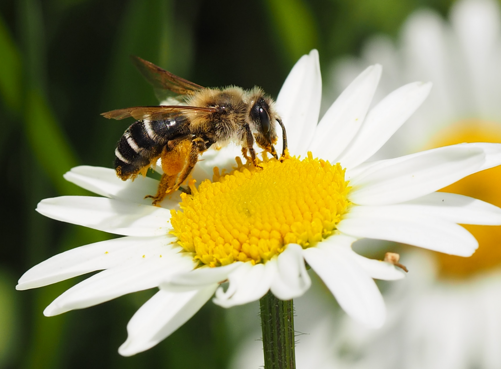 Das Wildbienensterben stoppen