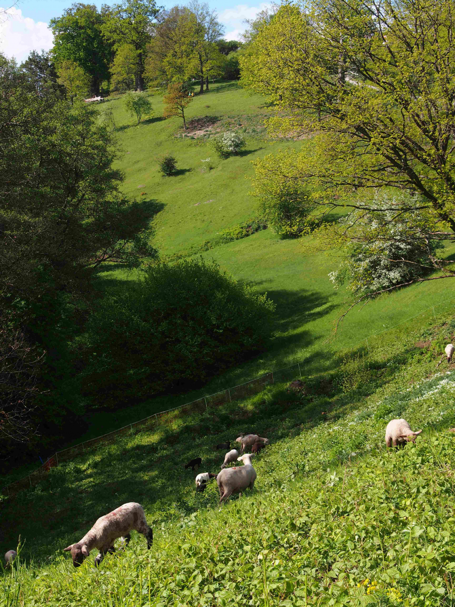 Naturschutzgebiet Eichenhain (Stuttgart): Die Schafe sind zurück