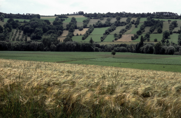 Naturschutzgebiet „Steinriegellandschaft zwischen Weikersheim und Elpersheim“