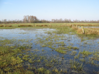 Zwei neue Naturschutzgebiete in der Obergrafschaft