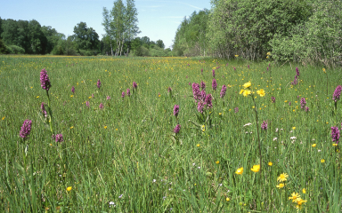 Gerade für solche Freiflächen wie diese Orchideenwiese im Obenhauser Ried soll das Vertragsnaturschutzprogramm verstärkt eingesetzt werden. Foto: Klaus Heinze (Sammlung Landratsamt Neu-Ulm)