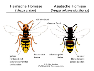 Monitoring der Asiatischen Hornisse in Brandenburg