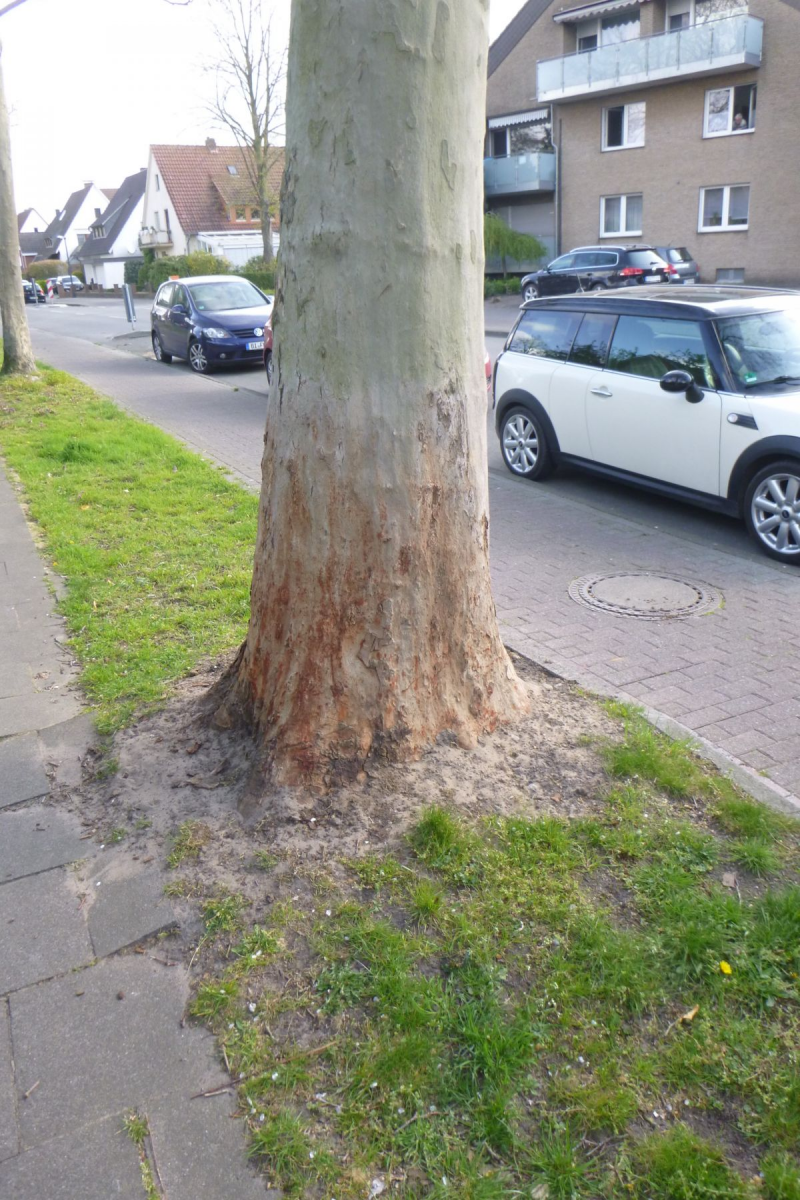 Säureanschlag auf eine große Platane in Gütersloh