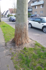 Säureanschlag auf eine große Platane in Gütersloh - Image