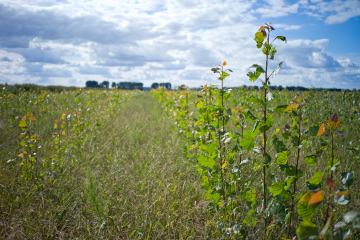 Pflanz-Rekord 2015: - Image