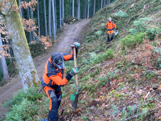 Hand in Hand gegen den Klimawandel im Wald: - Image