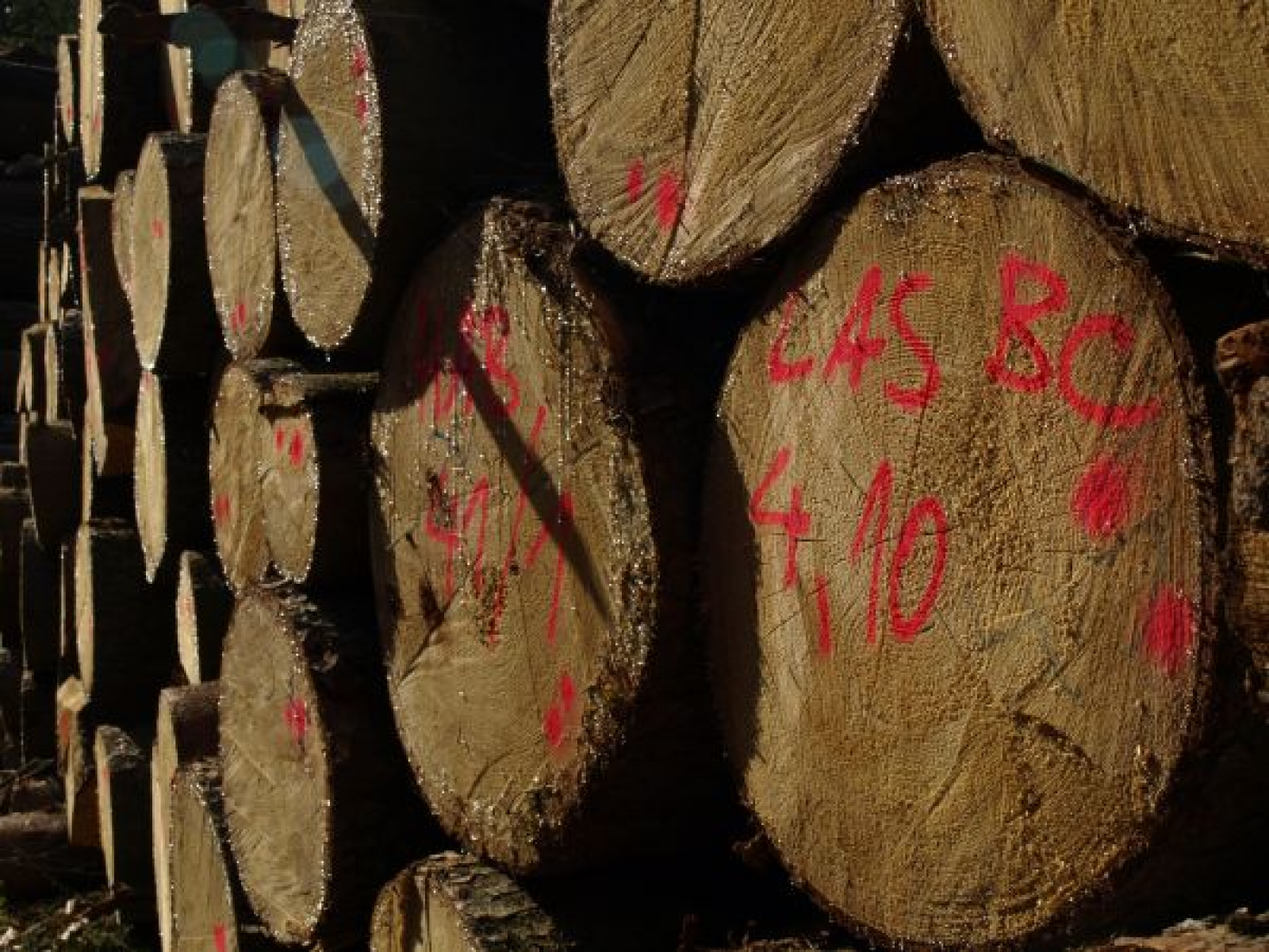 BMEL-Förderaufruf: Unterstützung der Kleinprivatwaldbesitzer zur Stärkung der nachhaltigen Waldbewirtschaftung