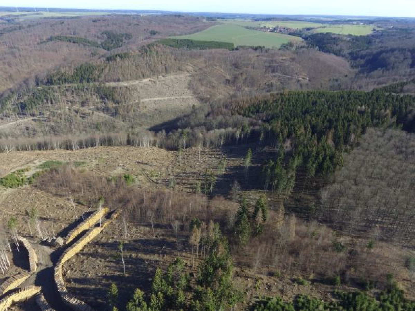 Nach Dürre und Käferbefall: Abgestorbene Bäume bergen Gefahren