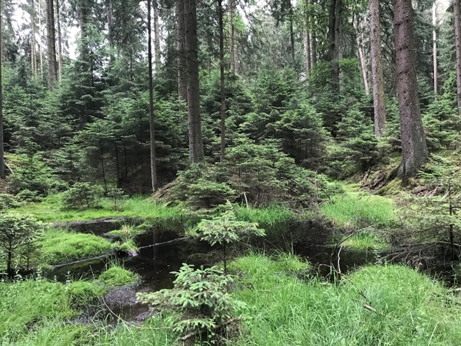 Waldkiefernbestand auf Hochmoor im Landkreis Bad Tölz-Wolfratshausen in Oberbayern. Foto: Thünen-Institut/St. Röhling