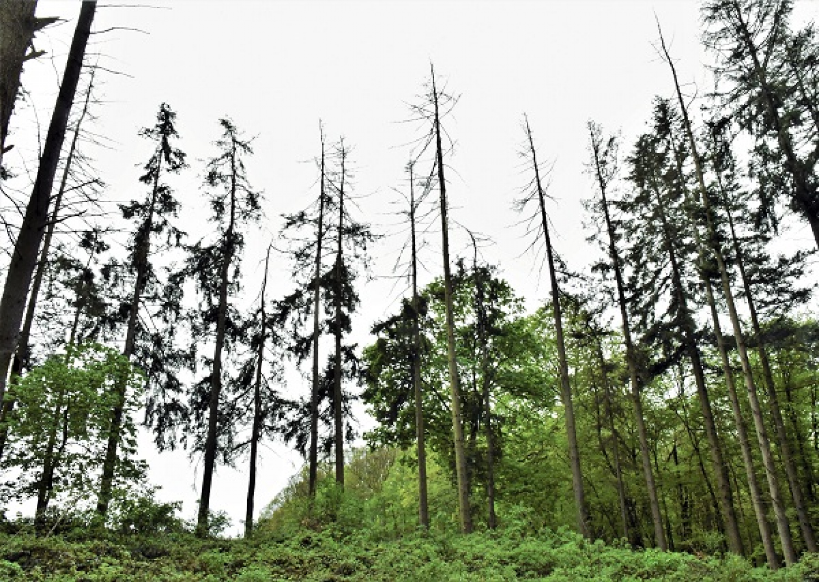 Foto: Tobias Stubenazy/Landesbetrieb Landesforsten Rheinland-Pfalz