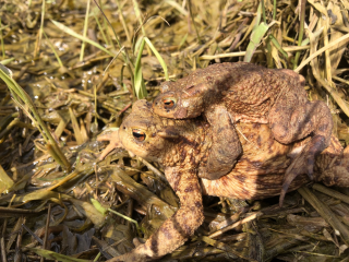 Jährliche Amphibienwanderung steht bevor:  - Image