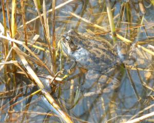 Die jährliche Amphibienwanderung steht bevor - Image