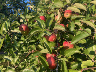 „Streuobstwiesen schützen, pflegen und wo möglich mehren“ - Image