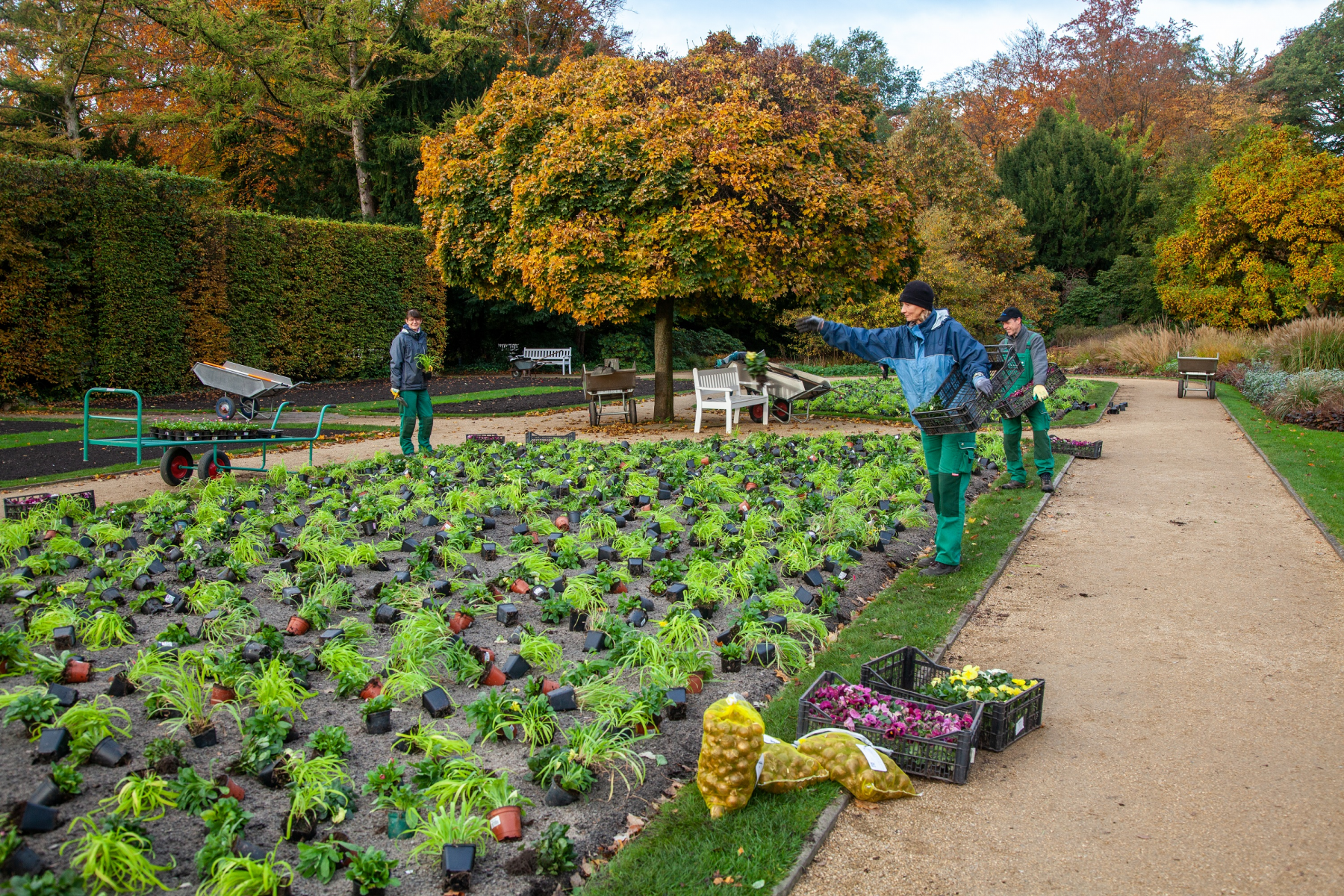 Tausende pastellfarbene Hingucker im Botanischen Garten