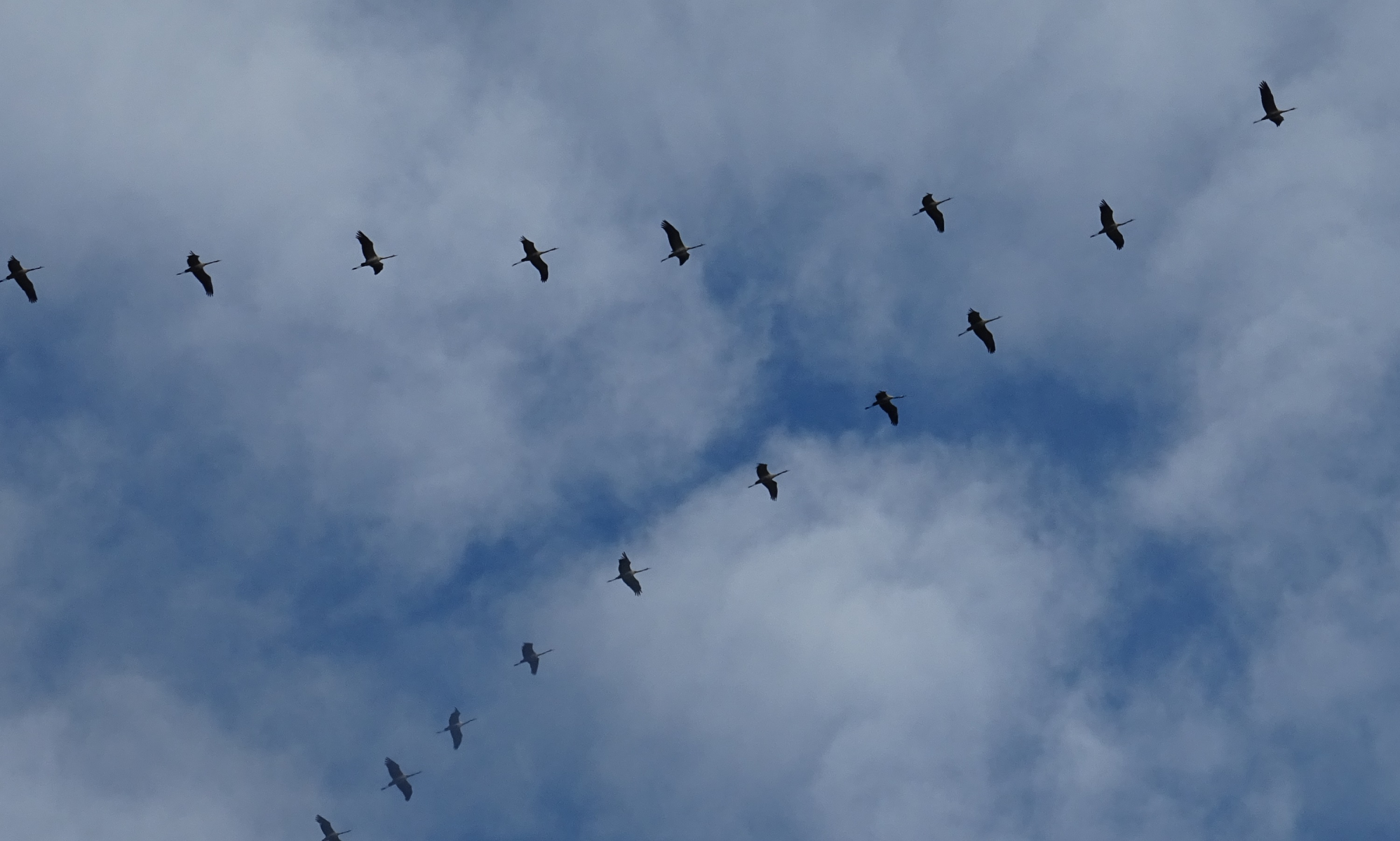 Im Frühjahr ein gewohntes Bild: Kraniche, die in der V-Formation fliegen.     Foto: RP Gießen