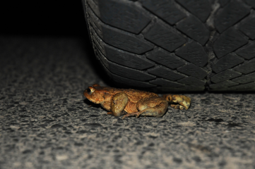 RP Gießen bittet Autofahrer um besondere Vorsicht - Image