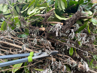 Grün- und Astschnitt aus dem Garten gehört entweder auf den Kompost oder in die Biotonne.     Foto: RP Gießen