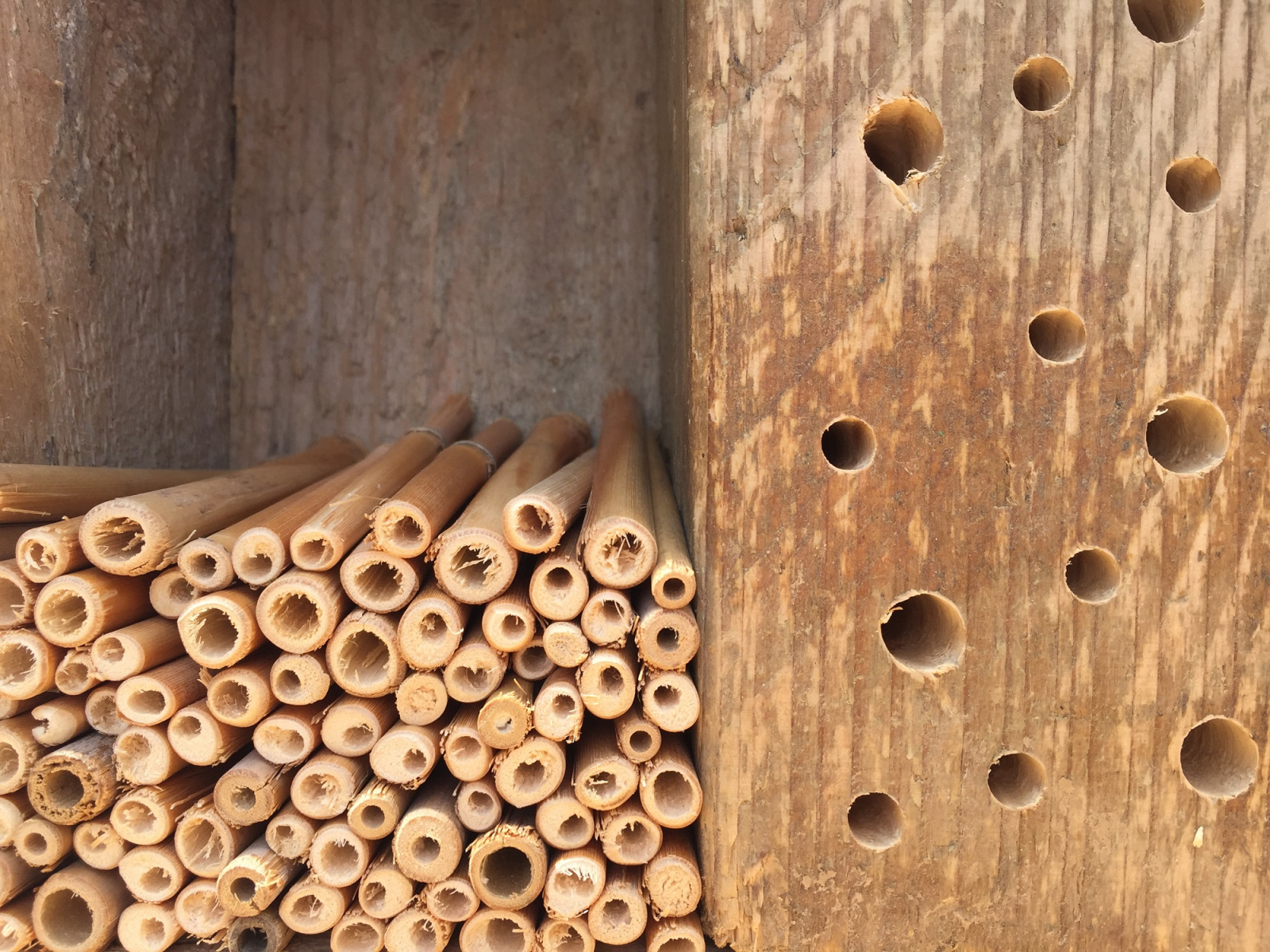 Gemeinsam für den Insektenschutz