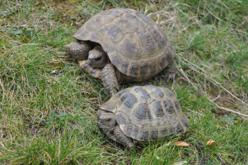 Interesse an exotischen Haustieren ist ungebrochen - Image