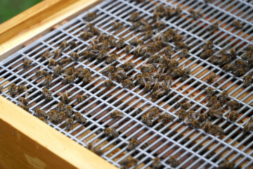 Joachim Schönig gewährt einen Einblick ins Innere des Bienenstocks.