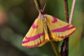 Ampfer-Purpurspanner (Lythria cruentaria): Die Raupen dieses seltenen Nachtfalters haben sich auf die Futterpflanze Kleiner Sauerampfer spezialisiert. Diese müssen als Einzelpflanzen völlig freistehend auf Sanden wachsen, um von den Raupen angenommen werd