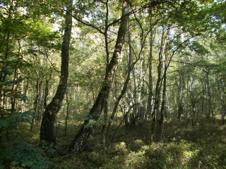 LK Harburg: Geplantes Naturschutzgebiet „Birken-Eichenwald bei Sangenstedt“ – Bürgerinformationsveranstaltung im Feuerwehrhaus Sangenstedt - Image