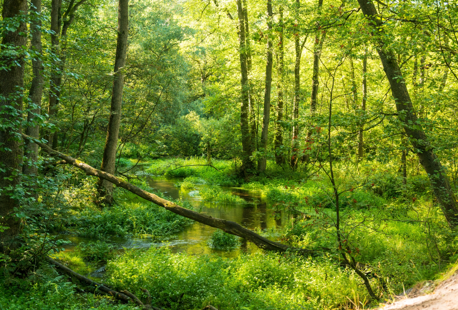 Geplantes Naturschutzgebiet „Birken-Eichenwald bei Sangenstedt“