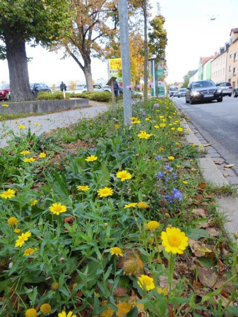 Blühflächen in Landshut erweitert
