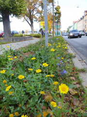 Blühflächen in Landshut erweitert - Image