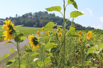 Am Fuße des Otzberg: Eine ENTEGA-Blumenwiese verbessert die Biodiversität und schafft Lebensraum für Igel, Mäuse, Hasen und Vögel 