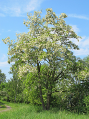 Robinie: Schöner Baum mit Schattenseite - Image