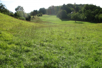 Typisch für Altenburgwiesen: der Wiesenknopf 