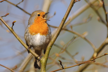 NABU und LBV: Der Vogel des Jahres 2021 ist das Rotkehlchen - Image