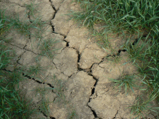 Wird toniger Boden zu trocken, weist er deutliche Schrumpfungsrisse auf.