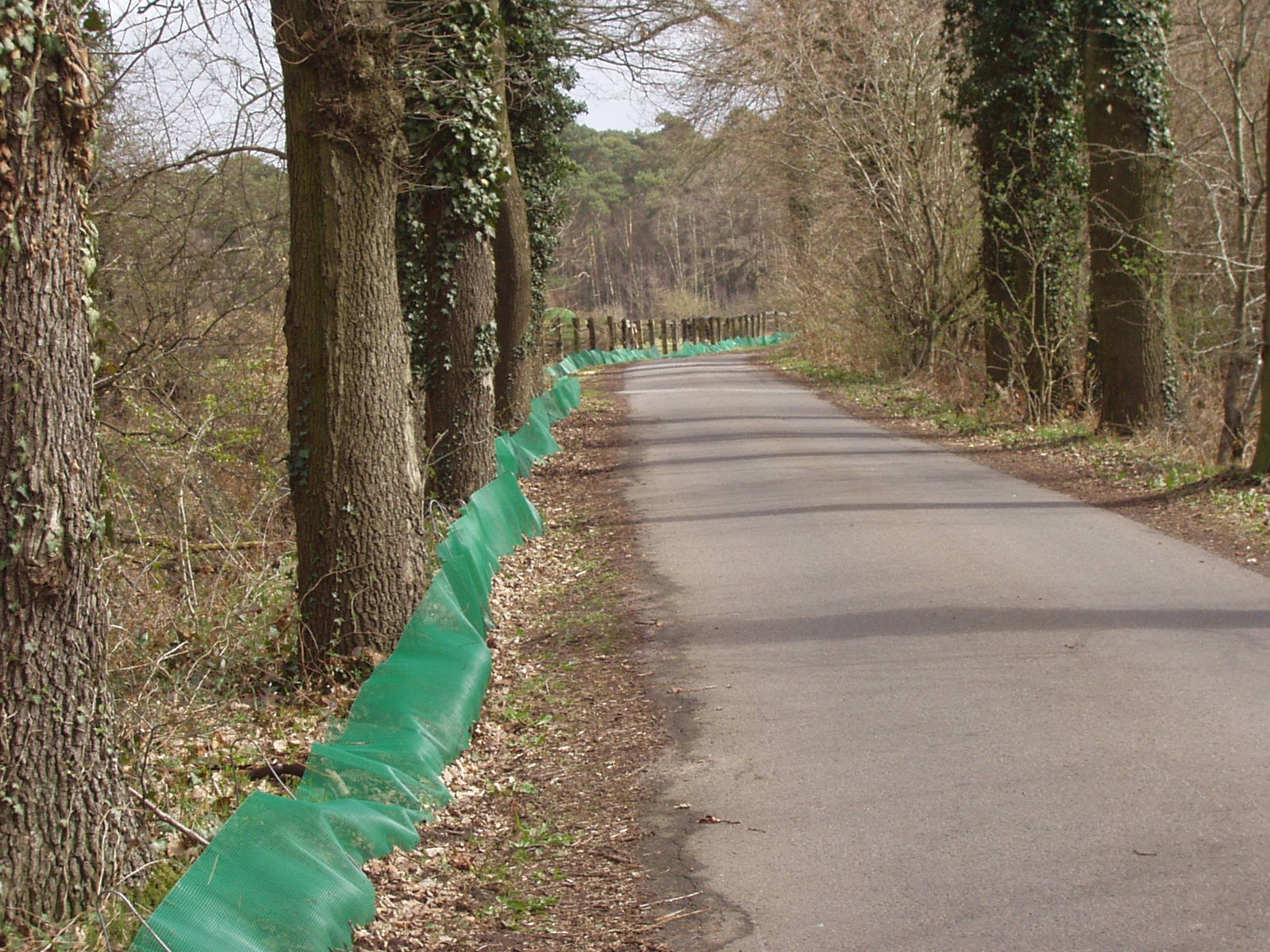 Amphibienwanderung auf Mindener Straßen: