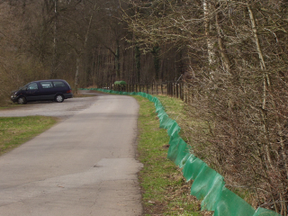 Amphibienwanderung auf Mindener Straßen