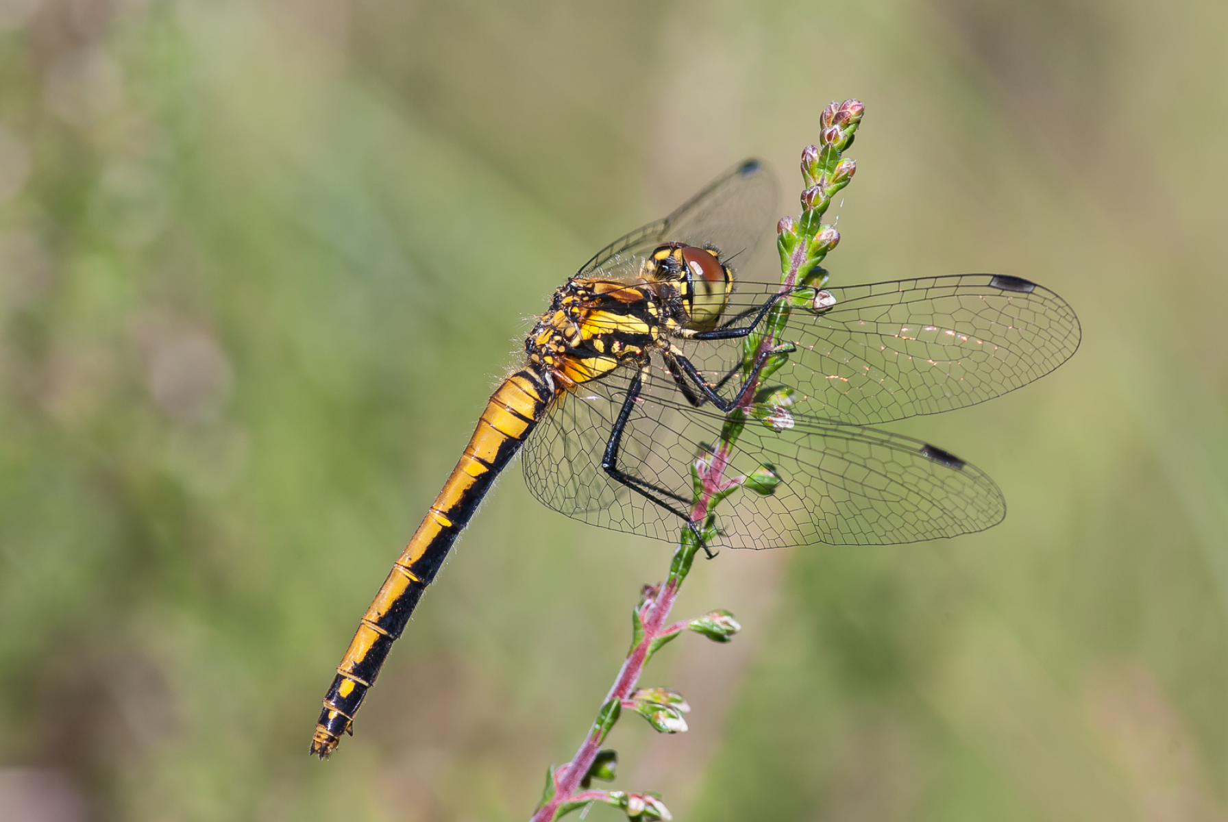 Die Schwarze Heidelibelle ist Libelle des Jahres 2019