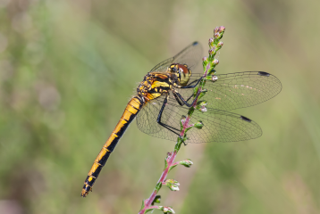 Die Schwarze Heidelibelle ist Libelle des Jahres 2019 - Image