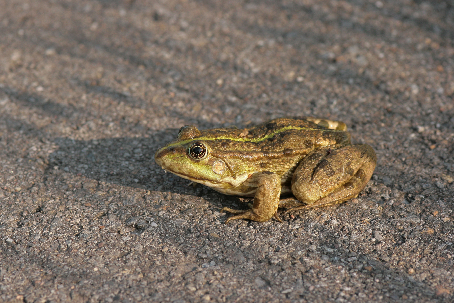 Achtung – die Amphibien wandern wieder!