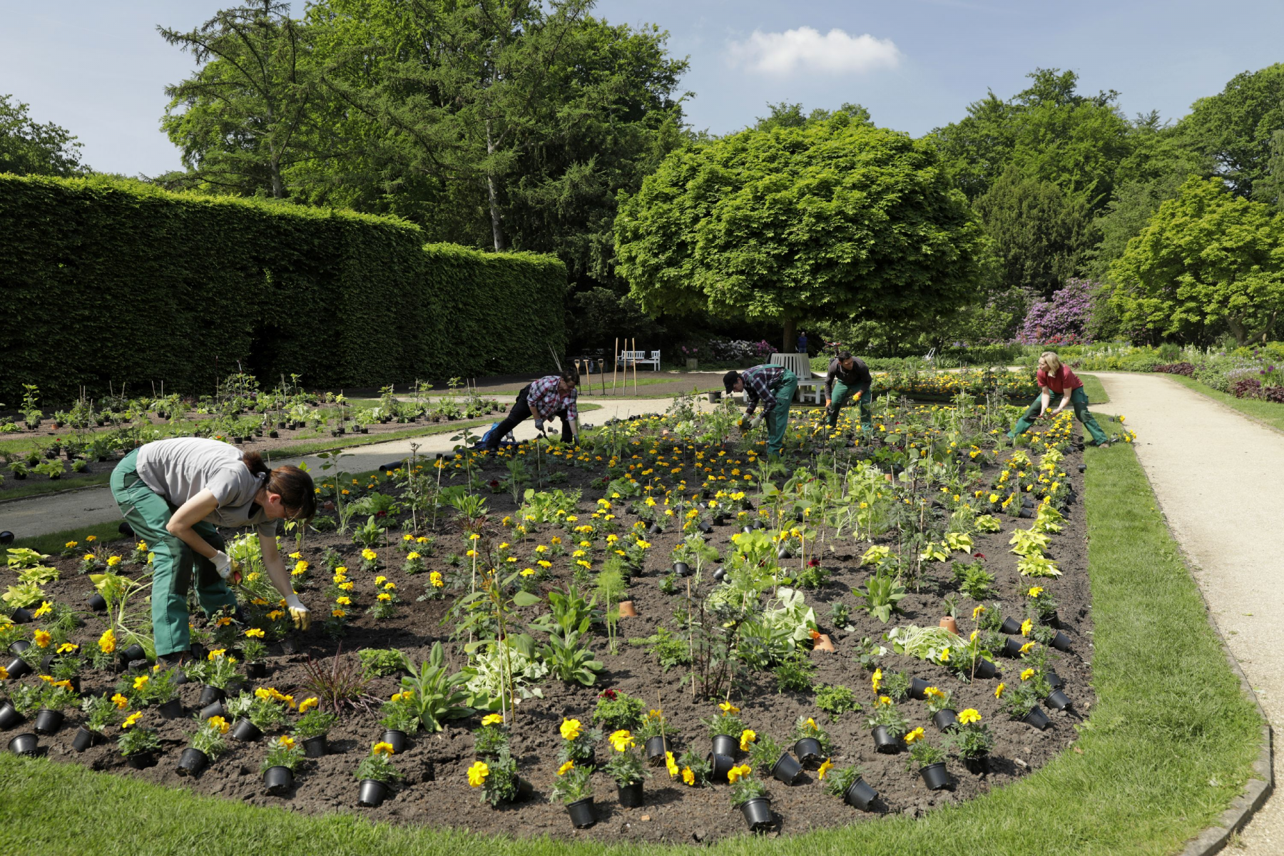 Dahlien, Sonnenhut und Rote Bete in Gütersloh