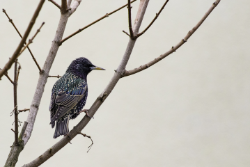 NABU und LBV: Star ist Vogel des Jahres 2018 - Image