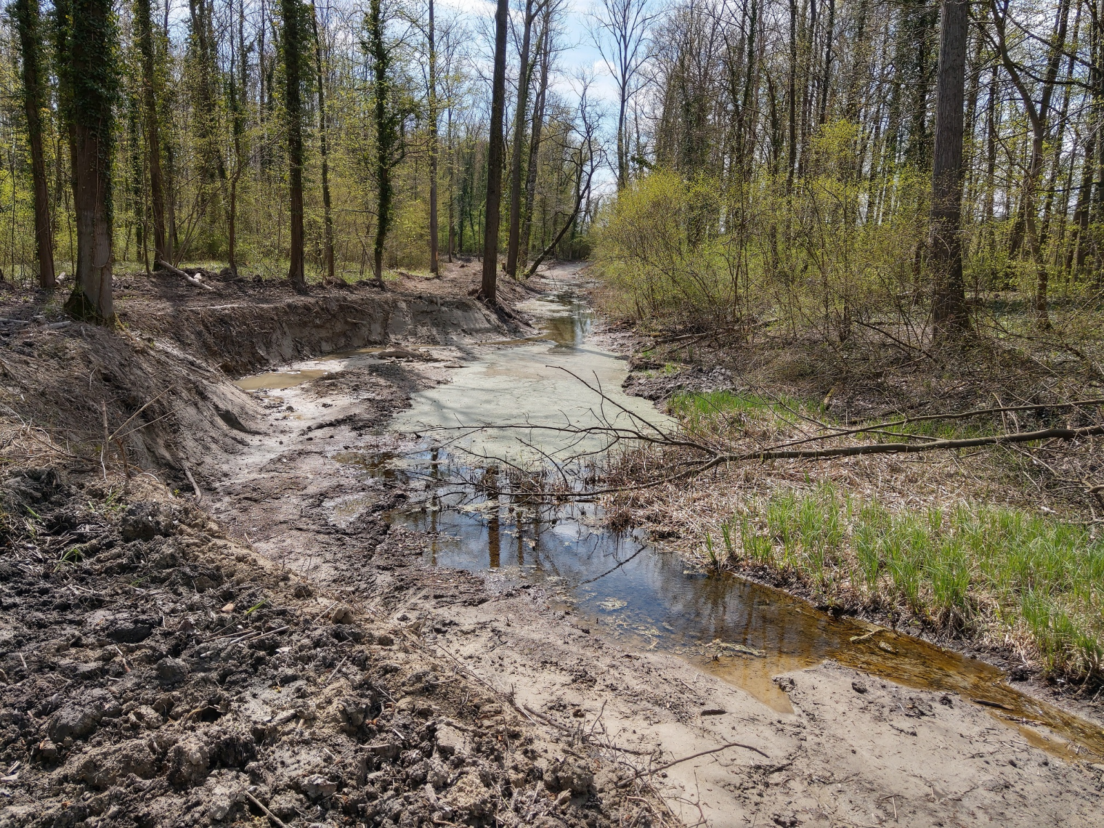 Foto: Die Streingrienkehle, Bestandteil des Schlutenverbunds im Burkheimer Rheinwald, wurde naturnah modelliert. Foto: RPF.