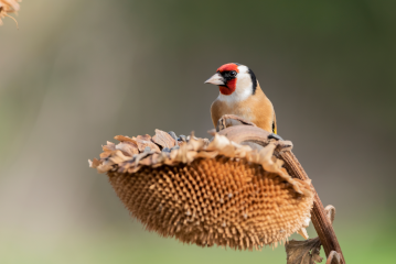 Arten im Garten: Lebensräume für Vögel - Image