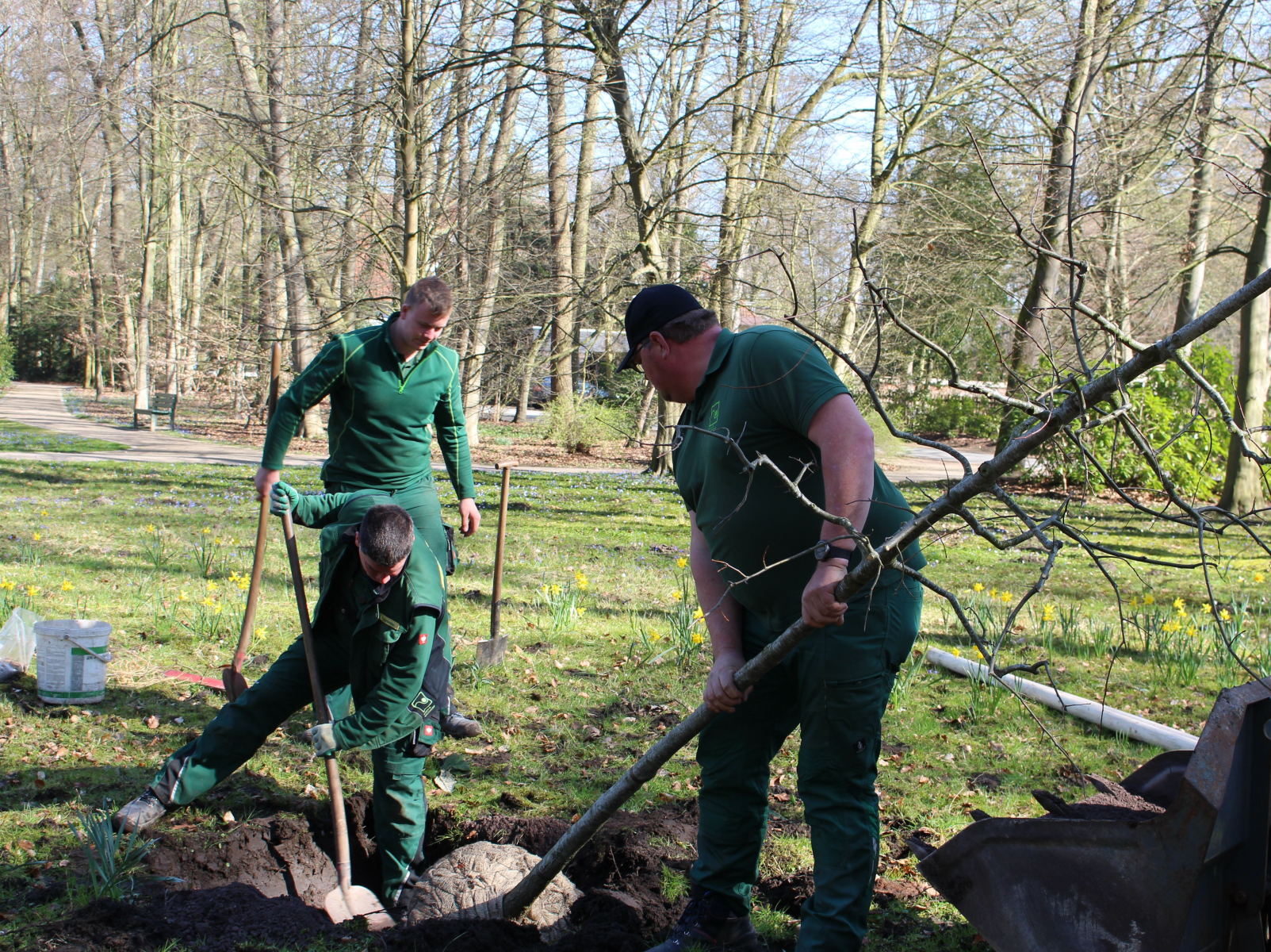 50 neue Bäume für den Gütersloher Stadtpark