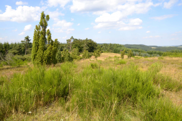 Wacholderheide: Wertvoller Lebensraum für Tier- und Pflanzenarten und außergewöhnlicher Erholungsraum für den Menschen.